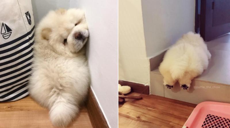Internet cant get enough of Puffie the Chow Chow