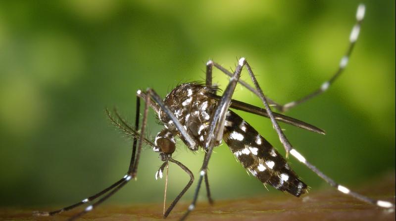 Dengue, Zika, Mosquito