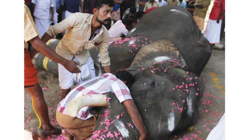 An elephant lover breaks down as he offers his last respects to Adiyatt Ayyappan on Monday in Thrissur. (Photo:  DC)