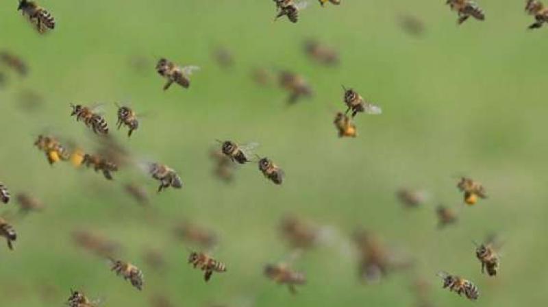 Though most people were able to run away as the irate bees encircled the villagers and began to sting them, it was only some senior citizens who got severely hurt.