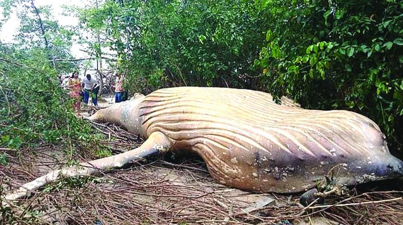 The 36ft long humpback whale found dead in Amazon jungle, miles from its natural habitat. (Photo: Dailymail)