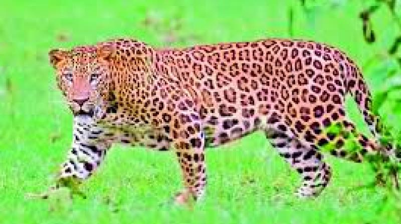 The threat of being attacked by a leopard or a tiger remains, says a villager of Peruru.