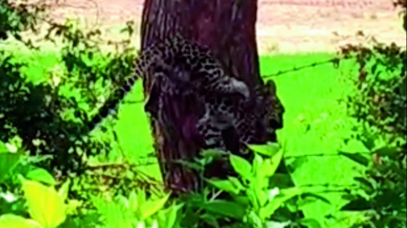 Leopard is stuck in a fencing wire at a mulberry garden near Konapuram in Penukonda mandal in the district on Friday.