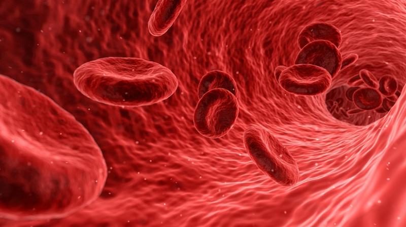Multiple myeloma is a blood cancer that affects plasma cells - white blood cells that normally produce antibodies to fight infection. (Photo: Pixabay)