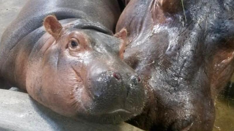 Fiona the hippo. (Photo: Facebook / Cncinnati Zoo & Botanical Garden)