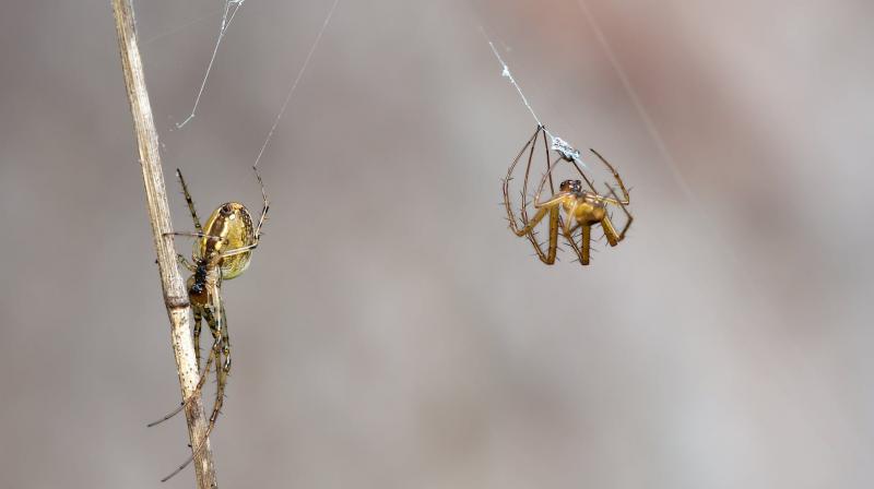 Newly discovered spider species named after Enid Blyton characters. (Photo: Pexels)
