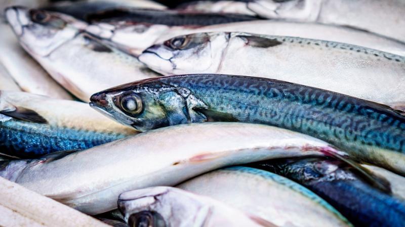 The decline in discards in recent years may be an indicator of depleted fish stocks, researchers say. (Photo: Pixabay)