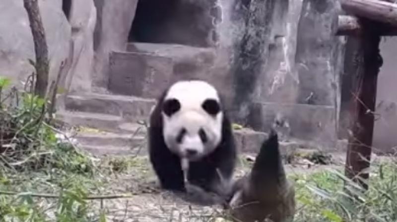 This panda and peacock are pretty funny together.
