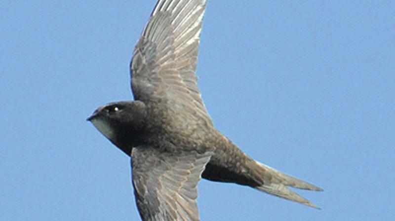 Three of the birds in the experiment, never landed. They spent the entire time on air, flying over 10,000 miles without stopping to rest.