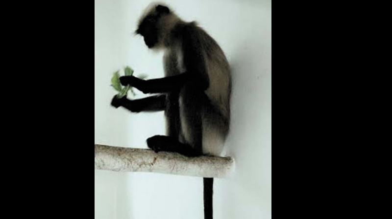 Chinnu, the  11-year-old grey langur.