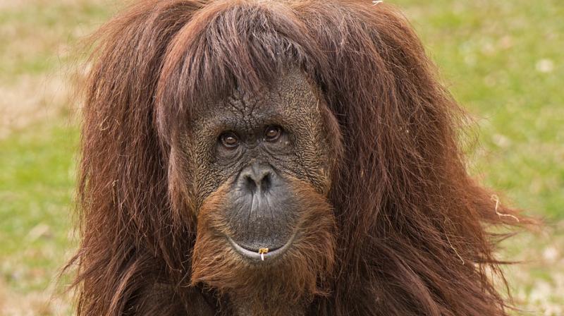 Born in 1956, she was noted by the Guinness Book of Records as being the oldest verified Sumatran orangutan in the world.