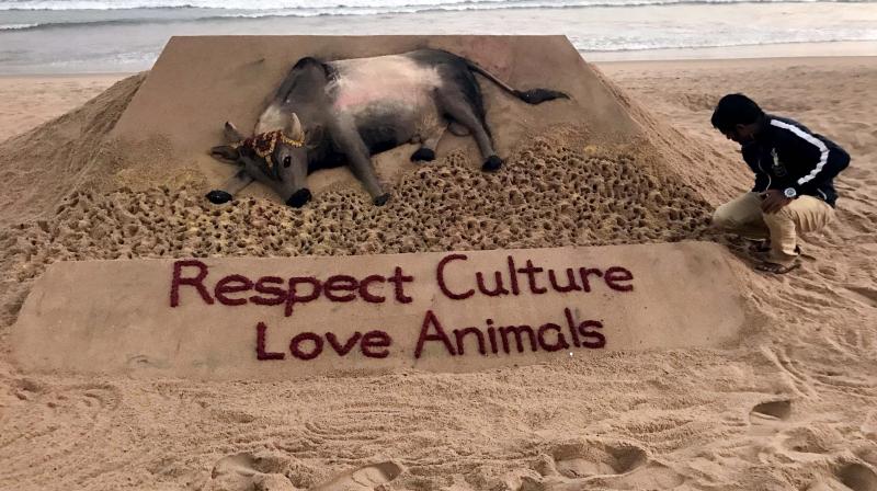 Renowned sand artist Sudarsan Pattnaik creates a sand sculpture on Jallikattu with message \Respect Culture; Love Animals\ at Puri beach in Odisha. (Photo: PTI)