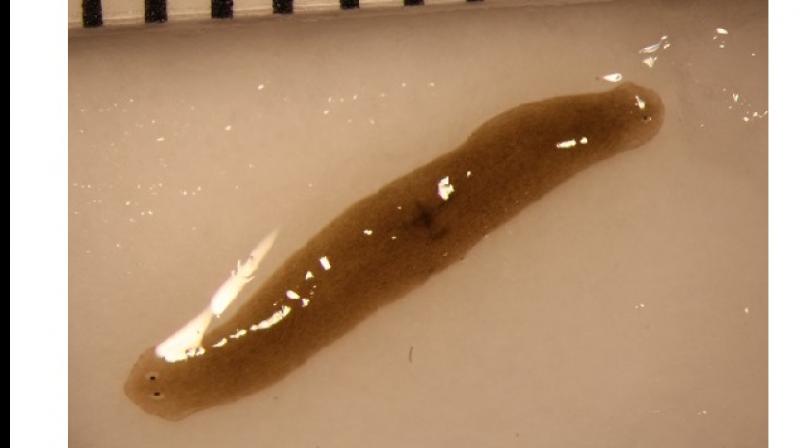 An amputated flatworm fragment sent to space regenerated into a double-headed worm, a rare spontaneous occurrence of double-headedness. Credit: Junji Morokuma, Allen Discovery Center at Tufts University.