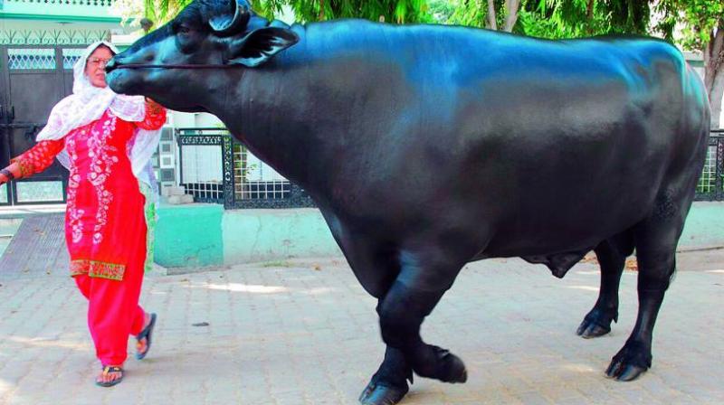 In 2015, a bull named â€œYuvarajâ€ valued at a whopping Rs 7 crore was brought from Kurukshetra in Haryana.