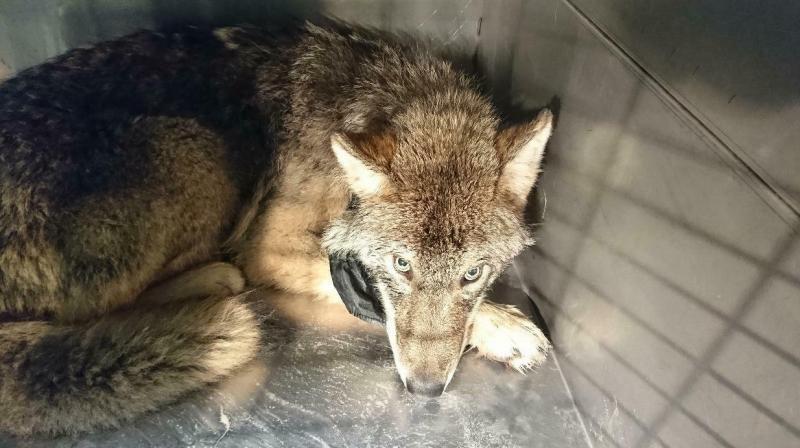 The grey wolf was voted Estonias national animal by nature organisations in 2018. (Photo: AP)