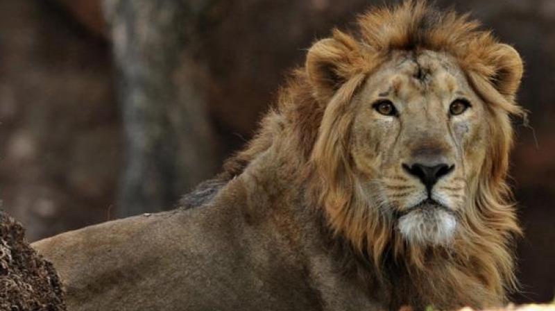 Incidents of lions getting mowed down by trains or vehicles on the road are often reported from the area (Photo: AFP)