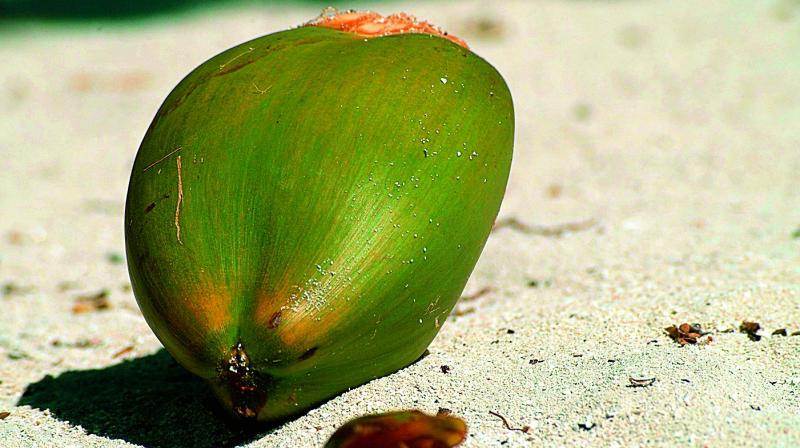 Neera is the fermented nectar of the toddy palm