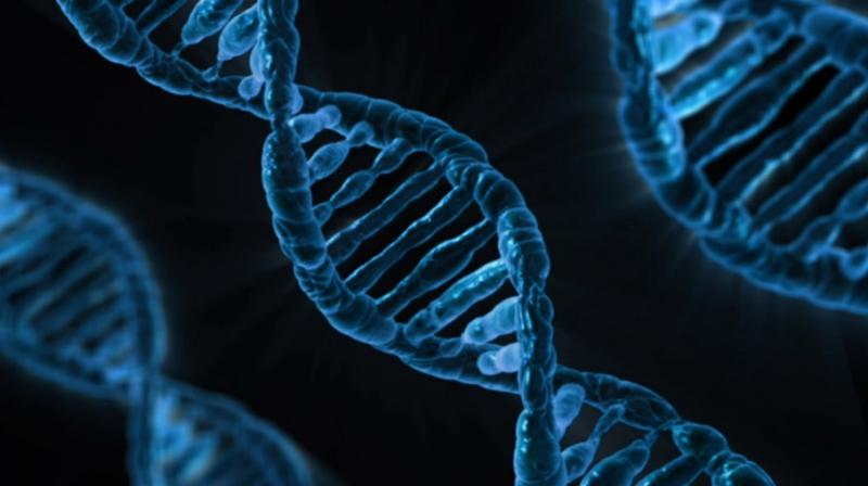 Genes that could help prolong human life discovered. (Photo: Pixabay)