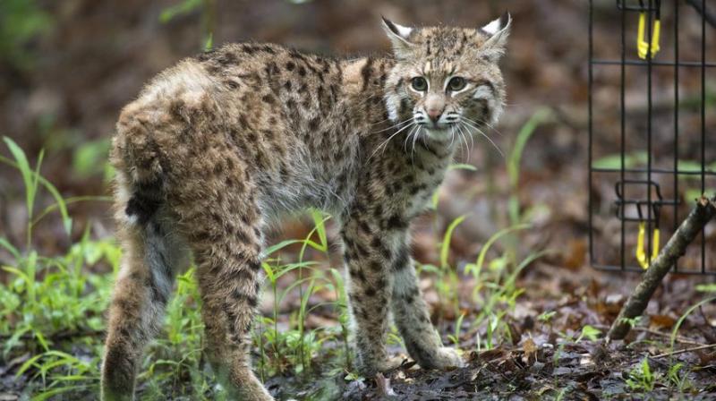 The bobcat was taken to the state health lab for a rabies test. (Photo: Representational Image/AP)
