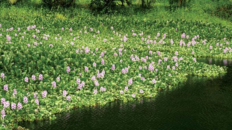 The water from rivers now cannot be used even for primary needs due to the hyacinths.