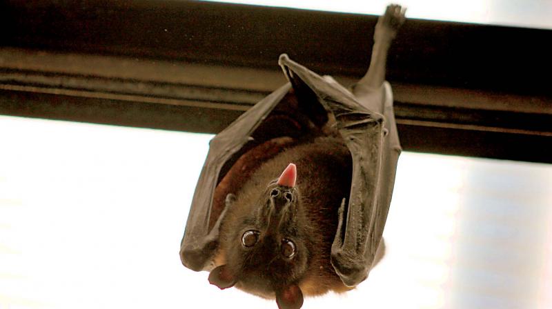 While bats are natural reservoirs of some viruses, there are regions in the country where people even consume them. Unfortunately, there is no proper study on bats. As of now, all we can say is one should be cautious but not scared.