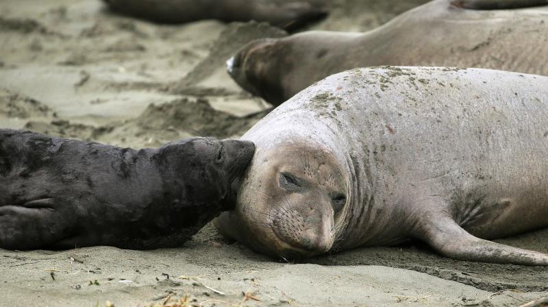 Rangers and volunteer docents will lead small groups of visitors to the edge of a parking lot so they can safely see the elephant seals and their newborn pups, said park spokesman John DellOsso. (Photo: AP)