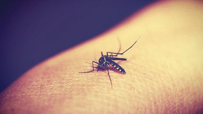 Malaria is a disease spread by mosquitoes that kills around 500,000 people every year. (Photo: Pixabay)