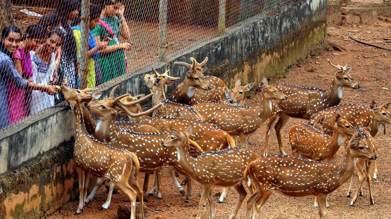 Visitors at the Thrippunithura Deer Park where an unknown disease is killing the animals