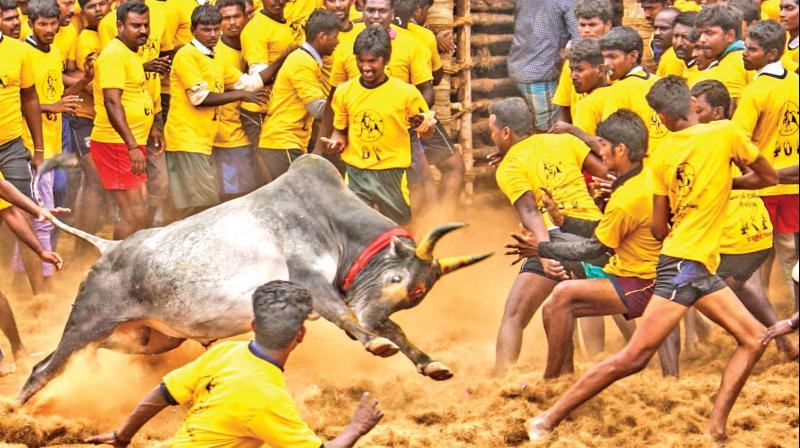 The new set of guidelines issued by Animal Welfare Board of India to conduct Jallikattu. (Photo: DC)