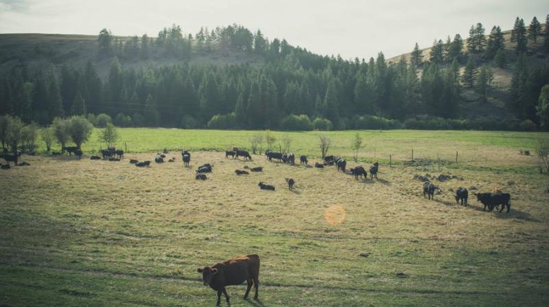 New study finds that methane emissions from livestock have risen most sharply in the rapidly developing regions of Asia, Latin America and Africa.(Photo: Pexels)