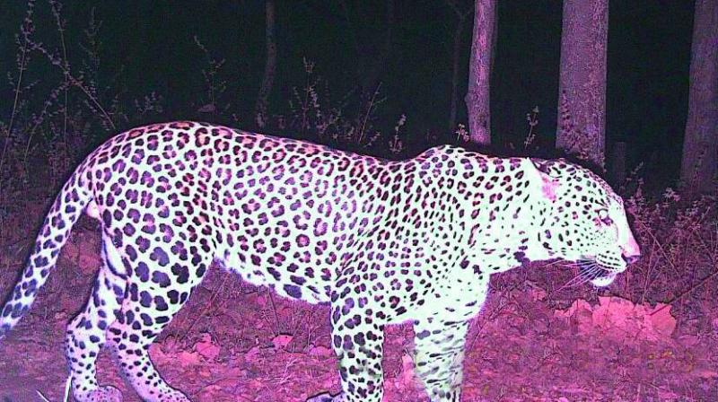 A leopard which was spotted last year on February 29.