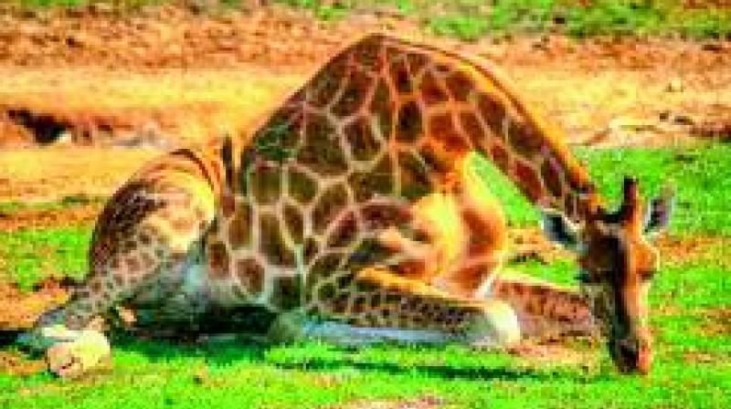 A giraffe died of shock after falling while feeding at the SV Zoo Park in Tirupati on Monday.