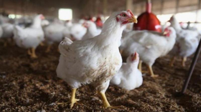 Two dozens of fully loaded trucks carrying chicken crossed the Nadupunni check post here to Tamil Nadu Sunday night after the poultry industry decided to go on strike in Kerala after talks with finance minister T. M. Thomas Isaac failed.