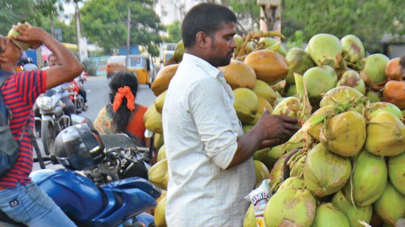 A coconut vendor at Nandambakkam. (Photo:DC)
