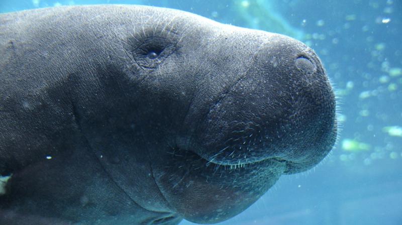 The red tide has been  determined to have caused 68 manatee deaths so far this year. (Photo: Pixabay)