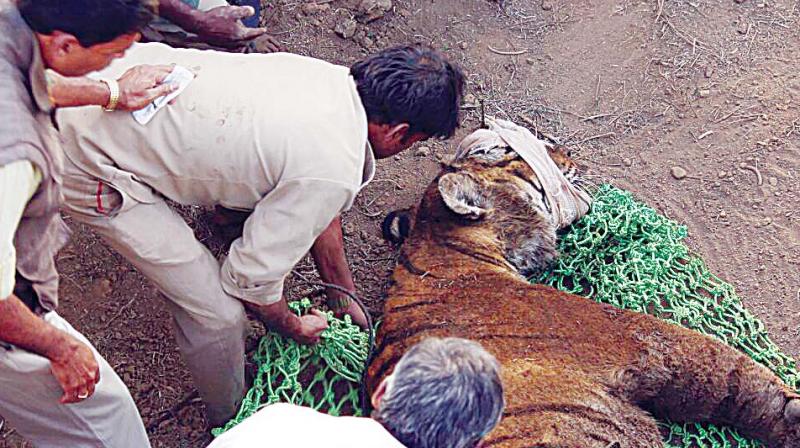 The situation has warranted members of the Wildlife Trust of India (WTI) to embark on a mock drill to educate STPF on a scientific and professional approach to capture a tiger straying out of the park.