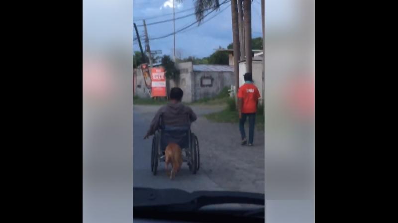 The video shows Digong using his head and snout to push his masters wheelchair on the road.