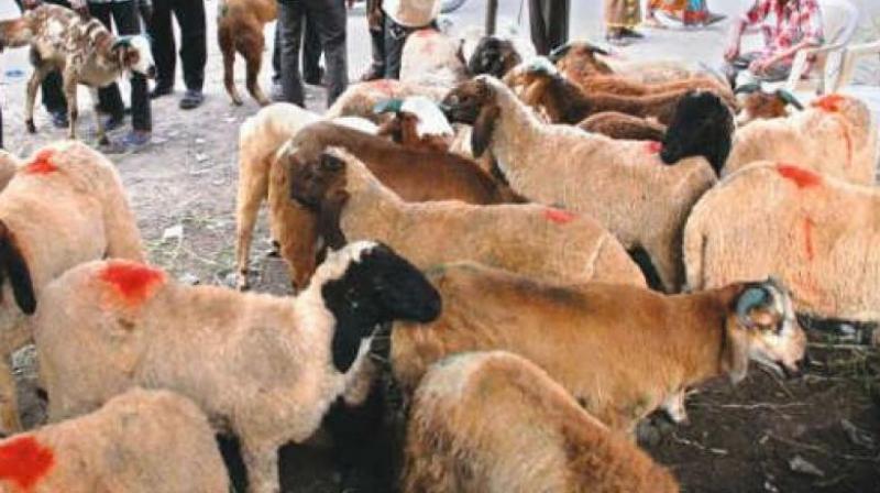 The prices of sacrificial sheep and rams have gone up by up to 25 per cent over last year due to an increase in transportation costs, high mortality rates and the impact of implementation of GST.
