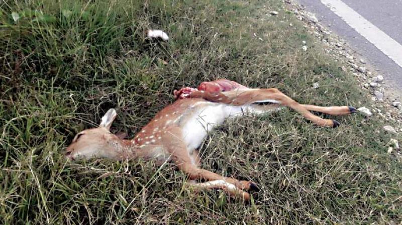 A necropsy was conducted on Saturday before the carcass was disposed of on Saturday.