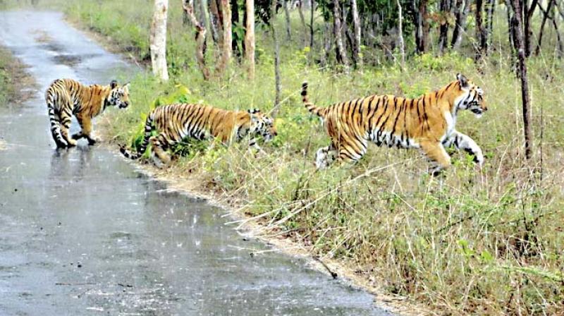 Tigers at the Bannerghatta National Park