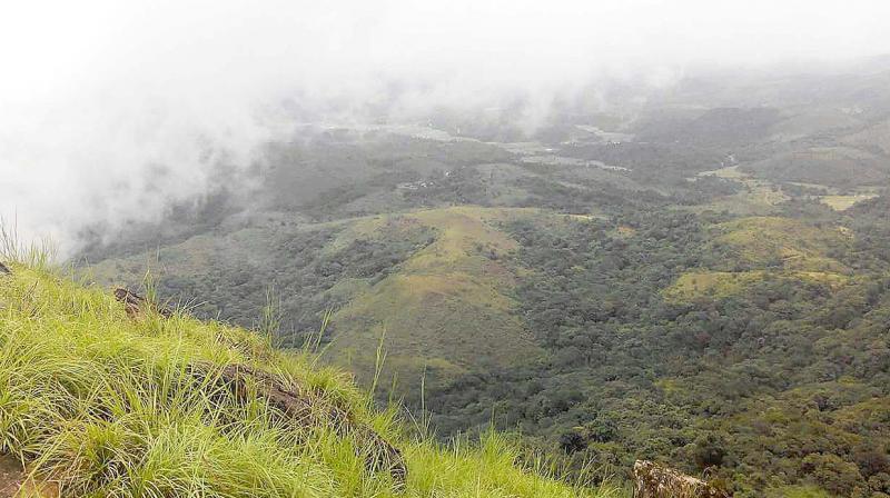 The proposed Shishila-Byrapura road passes through this fragile forests of the Western Ghats  (Photo: DC)