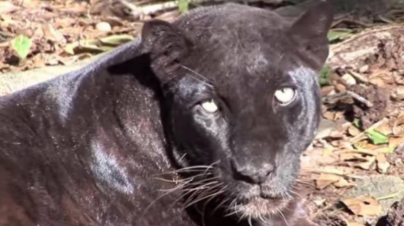 With age, female panther Deepa is developing complications and is not responding to the treatment. She is currently under observation.