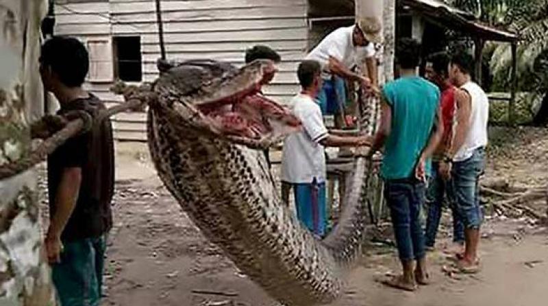 The police chief said the intervention of another security guard and several local residents, one of whom hit the snake with a log, helped to save the mans life (Photo: AFP)