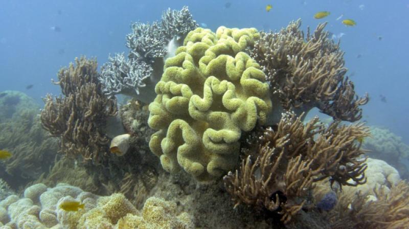 Corals can recover if the water temperature drops and the algae are able to recolonise them, but it can take a decade