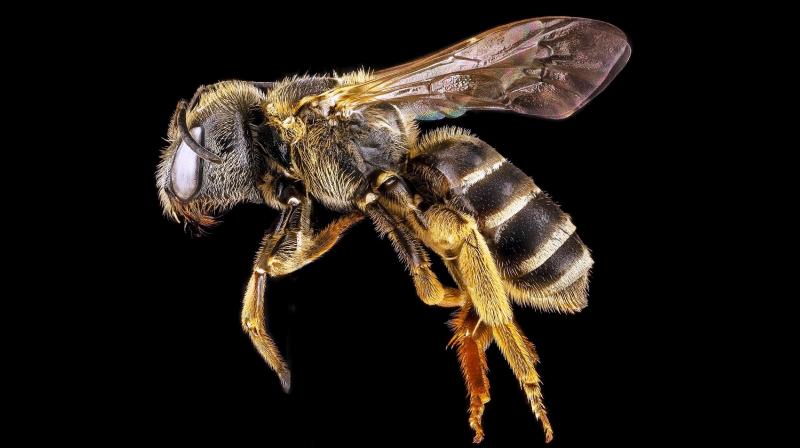 Wallaces giant bee, it was discovered in the 19th century by British naturalist Alfred Russel Wallace and was nicknamed the flying bulldog. (Photo: ANI)