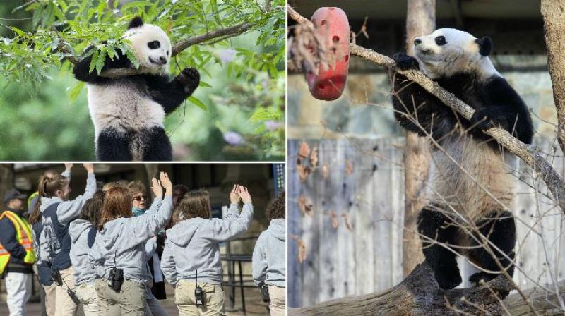 Bye Bye, Bao Bao: Panda leaves Washington for China