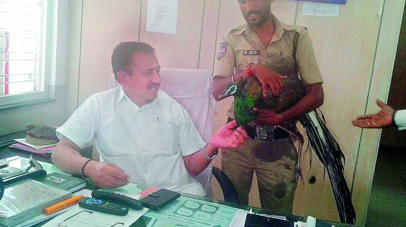 Dabeerpura inspector D. Venkanna Naik and constable Md Ali hold the peacock that was rescued by locals from a drain in Dabeerpura.