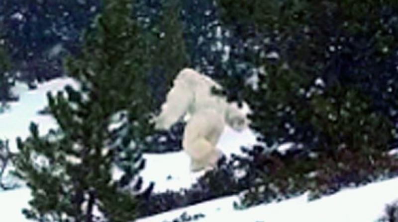 Attempts to mainstream Bigfoot have wiped off serious debate on the subject.