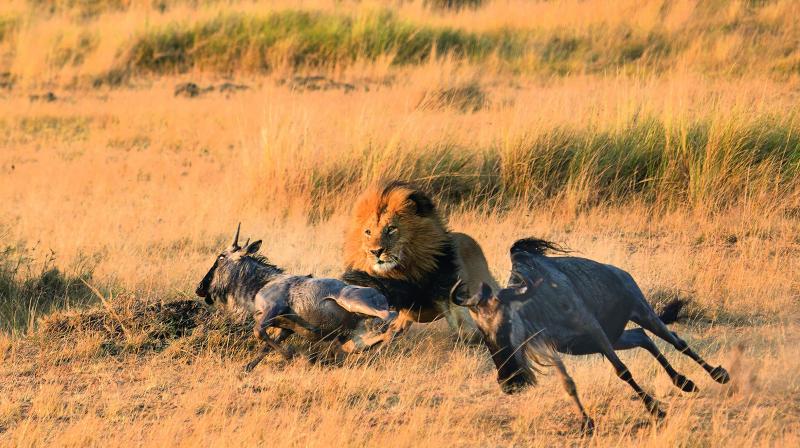 A lion hunting a young wild beast at Masaai Mara, Kenya