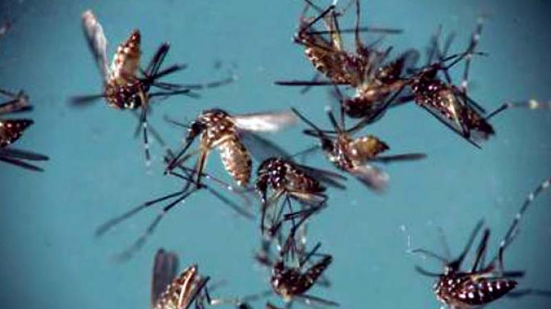Wherever water has been left to stagnate across the city, in the low lying areas are the new breeding grounds for the mosquitoes.